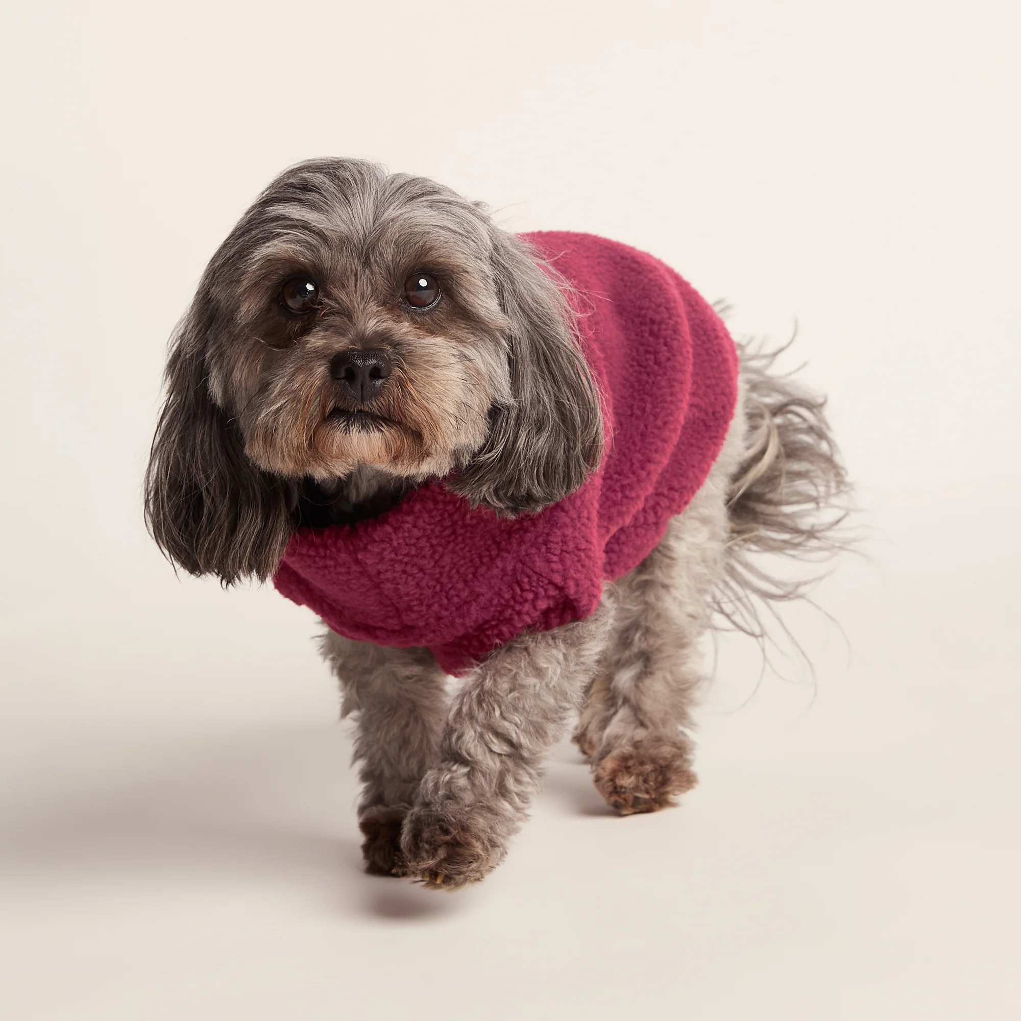 Rover Sherpa Dog Coat XS - Washed Burgundy
